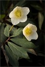 Wilde Christrose (Helleborus niger ssp. macranthus)