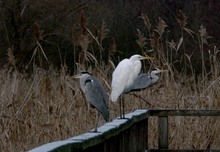 Früher Morgen, Frost, frierende Reiher