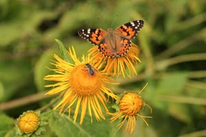 Vanessa cardui