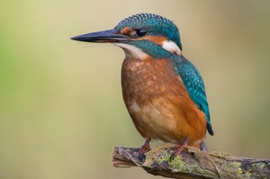 Eisvogel