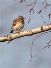 „Ein schwieriger Vogel“