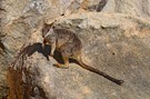 "Komm mit, ich zeig Dir was !" - Hübschgesichtwallaby (Macropus parryi)