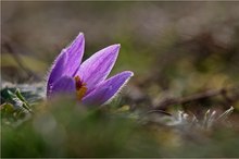 „ Der Frühling im Herbst!“