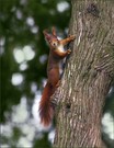 *Hörnchen on Tour*