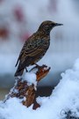 einen winterlichen  Weihnachtengruß