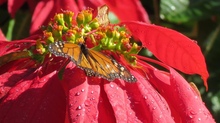 Monarch auf Weihnachtsstern