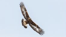 Junger Steinadler im Anflug