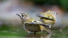 Goldhähnchen im Doppelpack