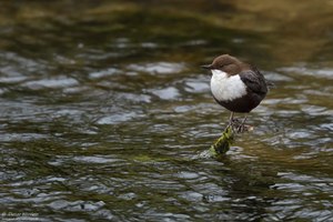 Wasseramsel