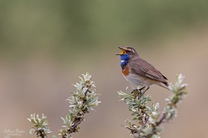 Blaukehlchen