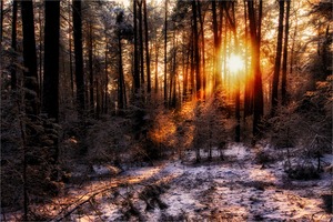 Sonnige Wintergrüsse aus dem Unterholz