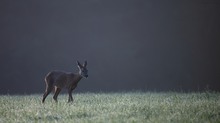 Auf der taubenetzten Morgenwiese