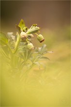 Stinkende Nieswurz (Helleborus foetidus)