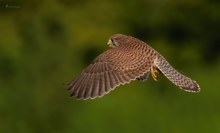 Turmfalkendame im Steigflug