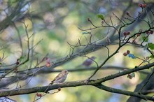 Grünfinkmädchen