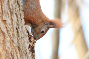 Eichkaterportrait