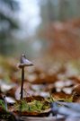 Einsam auf dem Waldweg