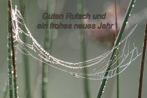 Glücksspinnchen