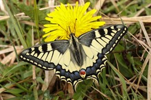 Papilio machaon