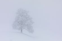 Stilleben im Schneetreiben