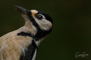 Buntspecht Portrait