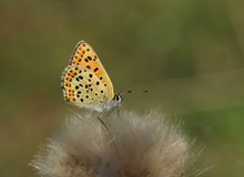 Brauner Feuerfalter