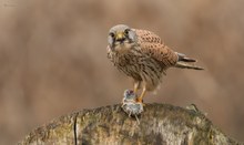 Terzel beim Bruch