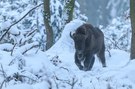 Wisent im Schnee