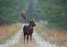 Schaufler auf dem Kolonnenweg