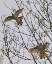 Revierkampf der Kuckucke