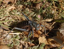 Acanthoplus discoidalis (Walker, 1869)