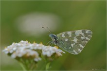 Resedafalter (Pontia edusa),