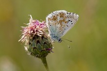 Silbergrüner Bläuling