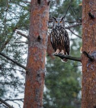 Bubo Bubo im Kiefern Wald