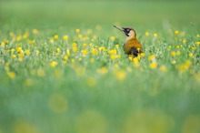 Sehnsucht nach Frühling...