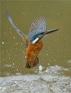 Eisvogel