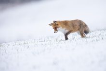 Fuchs bei der Mäusejagd