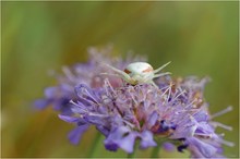 Veränderliche Krabbenspinne (Misumena vatia)