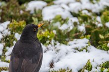 * Der erste Schnee *