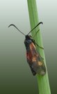 Sechsfleck-Widderchen (Zygaena filipendulae)
