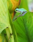 Kleiner Frosch auf grossem Blatt