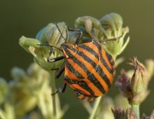 Streifenwanze (Graphosoma lineatum)