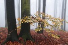Letzte Herbstbekleidung im Nebelwald ..