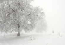 Winterlandschaft im Nebel