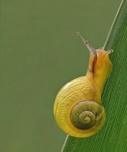 Hainschnecke