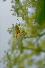 Kürbisspinne (Araniella cucurbitina)