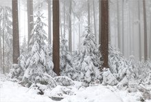 Winterwald