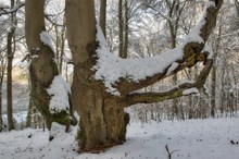 Rotbuchen im Schnee