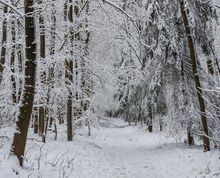 Der Winterwaldtunnel