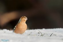 Buchfink im Schnee